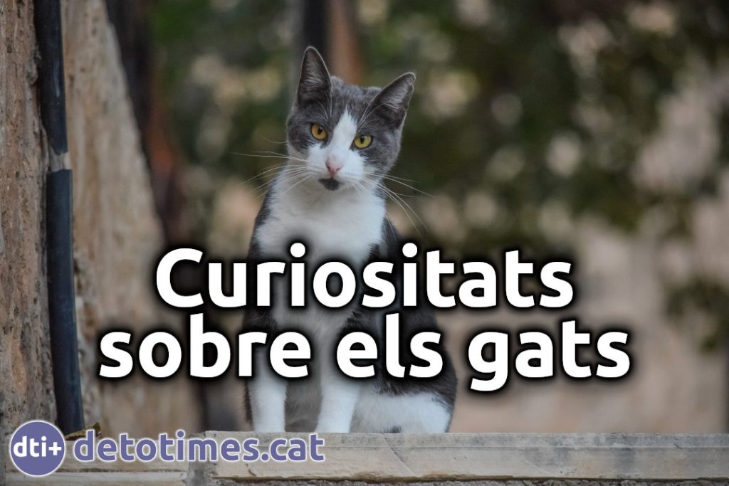 Curiositats sobre els gats